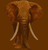 Elephant 1a - benches in africa