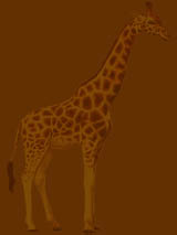 giraffe 1 - benches in africa