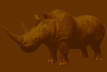 rhino 1 - benches in africa